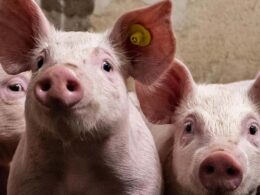 Revolução na Carne Suína: Financiamento e Qualidade do Ar Transformam o Futuro da Indústria nos EUA!