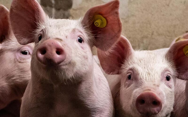 Revolução na Carne Suína: Financiamento e Qualidade do Ar Transformam o Futuro da Indústria nos EUA!