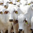 Revolução na Pecuária: Como a Rastreabilidade do Gado até 2032 Transformará o Mercado e Garantirá Qualidade!