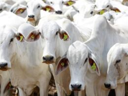Revolução na Pecuária: Como a Rastreabilidade do Gado até 2032 Transformará o Mercado e Garantirá Qualidade!