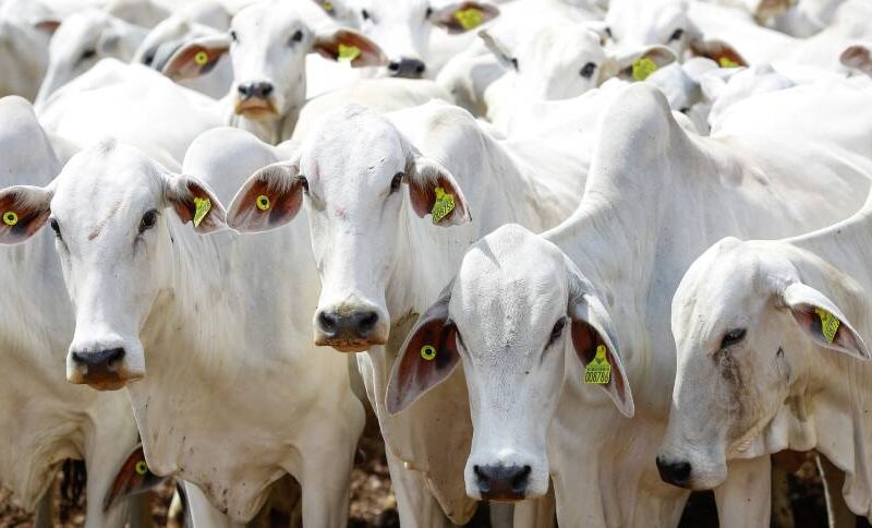 Revolução na Pecuária: Como a Rastreabilidade do Gado até 2032 Transformará o Mercado e Garantirá Qualidade!
