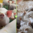 Revolução na Produção: Como o Levantamento de Custos do Sistema FAEP Pode Transformar Seu Negócio de Suínos e Aves!