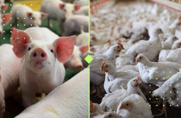 Revolução na Produção: Como o Levantamento de Custos do Sistema FAEP Pode Transformar Seu Negócio de Suínos e Aves!