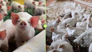 Revolução na Produção: Como o Levantamento de Custos do Sistema FAEP Pode Transformar Seu Negócio de Suínos e Aves!