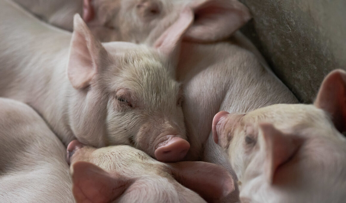 Revolução na Suinocultura: O Que a Nova Lei no Reino Unido Pode Significar para o Futuro da Carne de Porco
