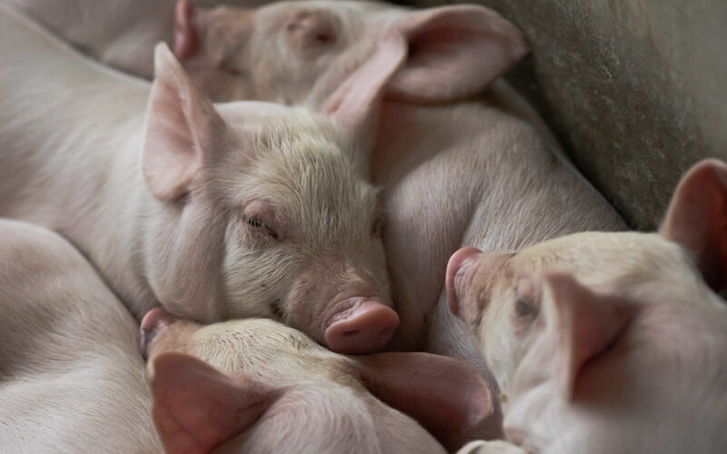 Revolução na Suinocultura: O Que a Nova Lei no Reino Unido Pode Significar para o Futuro da Carne de Porco