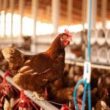 Revolução no Agro: Como o Bem-Estar Animal Impulsiona Qualidade e Excelência Produtiva!