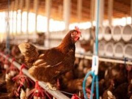 Revolução no Agro: Como o Bem-Estar Animal Impulsiona Qualidade e Excelência Produtiva!