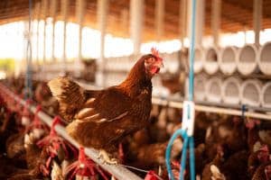 Revolução no Agro: Como o Bem-Estar Animal Impulsiona Qualidade e Excelência Produtiva!