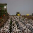 Revolução no Algodão: Como a Expansão de Área e Resistência a Pragas Transformam a Produção Agrícola