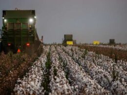 Revolução no Algodão: Como a Expansão de Área e Resistência a Pragas Transformam a Produção Agrícola