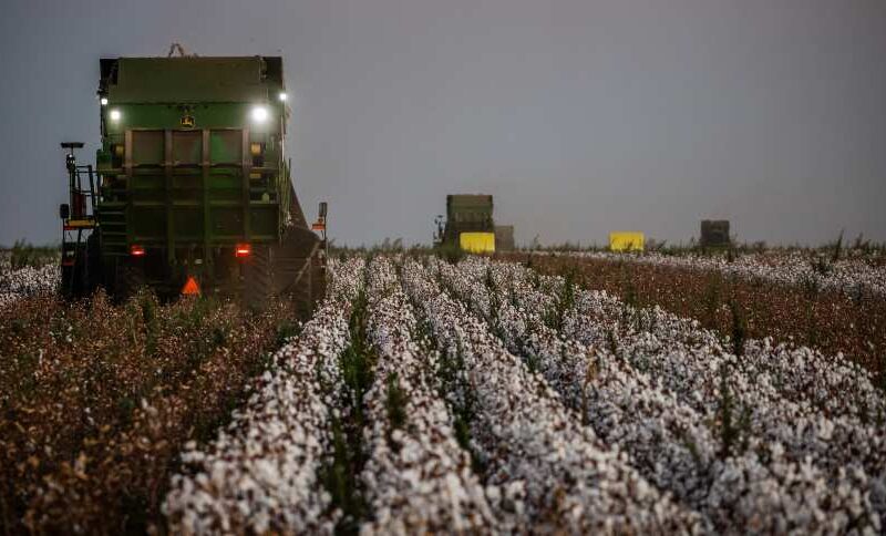 Revolução no Algodão: Como a Expansão de Área e Resistência a Pragas Transformam a Produção Agrícola