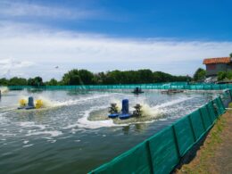 Revolução no Aquicultura: Instituto de Pesca Traz Camarões Frescos da Terra para Sua Mesa!