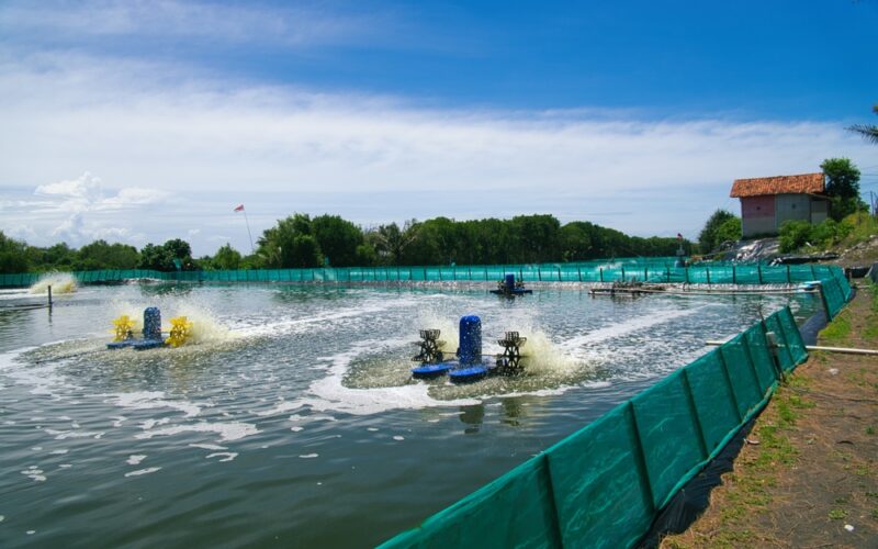 Revolução no Aquicultura: Instituto de Pesca Traz Camarões Frescos da Terra para Sua Mesa!