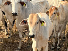 Revolução no Campo: JBS e Parceiros Transformam a Pecuária no Pará com 3 Milhões de Tags de Rastreabilidade!