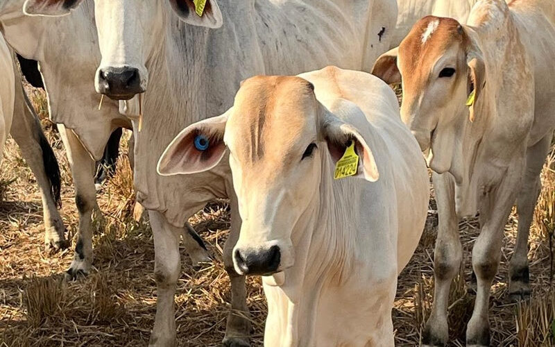 Revolução no Campo: JBS e Parceiros Transformam a Pecuária no Pará com 3 Milhões de Tags de Rastreabilidade!