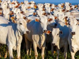 Revolução no Nordeste: Crescimento de 30% no Rebanho Bovino Transforma a Economia da Região