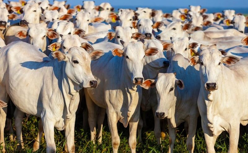 Revolução no Nordeste: Crescimento de 30% no Rebanho Bovino Transforma a Economia da Região