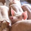 Revolução Suína: Brasil Leva Genética de Alto Nível para a Colômbia e Transforma Criação de Porcos!