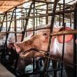 Revolução Suína: Como 70% da Produção de Carne Está Transformando o Bem-Estar Animal no Brasil!