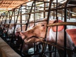 Revolução Suína: Como 70% da Produção de Carne Está Transformando o Bem-Estar Animal no Brasil!