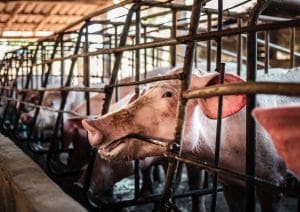 Revolução Suína: Como 70% da Produção de Carne Está Transformando o Bem-Estar Animal no Brasil!