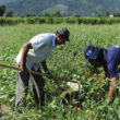 Revolução Verde: As Melhores Propostas da ALMG para Transformar a Agricultura e Proteger o Futuro do Campo!