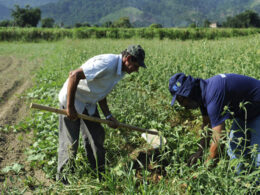 Revolução Verde: As Melhores Propostas da ALMG para Transformar a Agricultura e Proteger o Futuro do Campo!