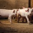 Revolução Verde: Como a Suinocultura do Paraná Está Transformando Desafios Ambientais em Oportunidades!