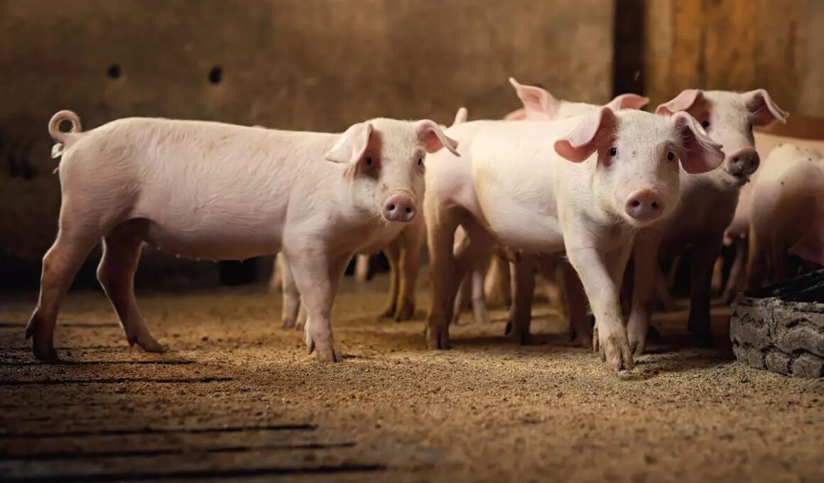 Revolução Verde: Como a Suinocultura do Paraná Está Transformando Desafios Ambientais em Oportunidades!