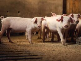 Revolução Verde: Como a Suinocultura do Paraná Está Transformando Desafios Ambientais em Oportunidades!