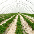 Revolução Verde: Como a Tecnologia de Sensoriamento Está Transformando a Agricultura e Eliminando Plásticos!
