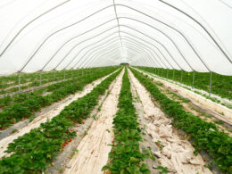 Revolução Verde: Como a Tecnologia de Sensoriamento Está Transformando a Agricultura e Eliminando Plásticos!