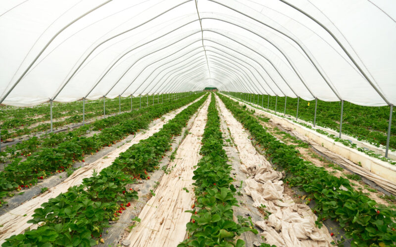 Revolução Verde: Como a Tecnologia de Sensoriamento Está Transformando a Agricultura e Eliminando Plásticos!