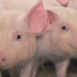 Revolução Verde: Como o Hub MG Agro Transforma a Suinocultura e Garante a Sustentabilidade do Futuro!