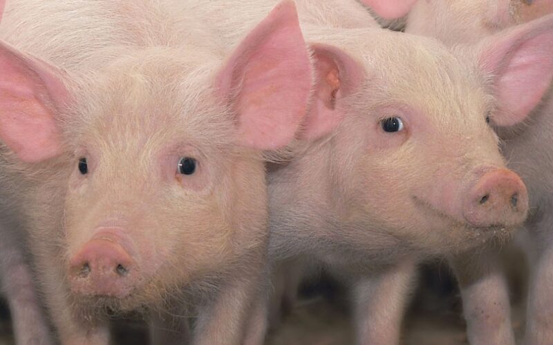 Revolução Verde: Como o Hub MG Agro Transforma a Suinocultura e Garante a Sustentabilidade do Futuro!