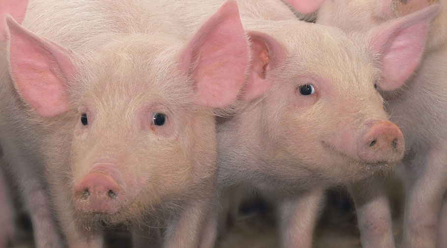 Revolução Verde: Como o Hub MG Agro Transforma a Suinocultura e Garante a Sustentabilidade do Futuro!