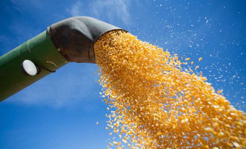 Revolução Verde: Expansão do Etanol de Milho Promete Prosperidade e Sustentabilidade ao Setor Agrícola