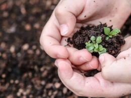 Revolução Verde: Nova Lei de Bioinsumos Aprovada Promete Transformar a Agricultura!