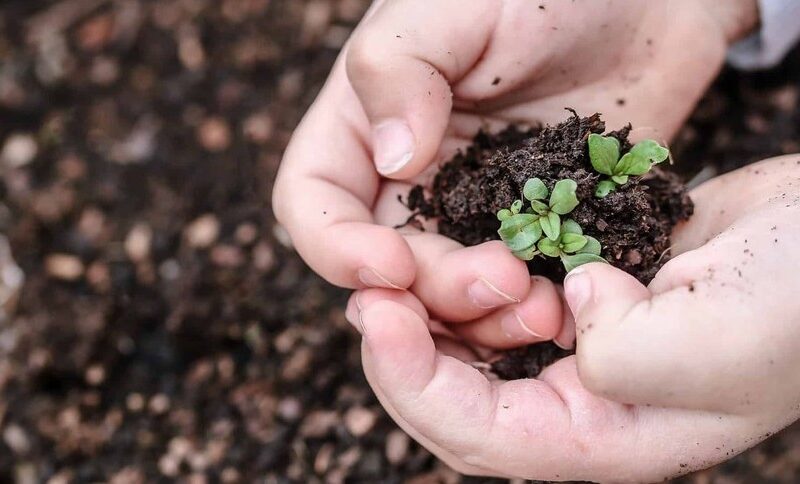 Revolução Verde: Nova Lei de Bioinsumos Aprovada Promete Transformar a Agricultura!