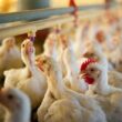 Rumo à China: A Revolução da Carne de Frango Brasileira que Pode Transformar o Mercado!