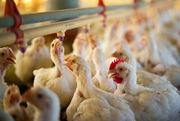 Rumo à China: A Revolução da Carne de Frango Brasileira que Pode Transformar o Mercado!