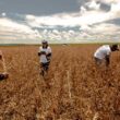 Safra Histórica: Soja Ultrapassa Expectativas e Milho Promete Surpresas Positivas no Campo!