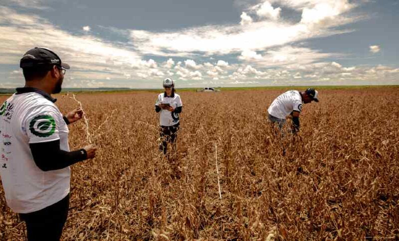 Safra Histórica: Soja Ultrapassa Expectativas e Milho Promete Surpresas Positivas no Campo!