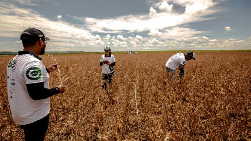 Safra Histórica: Soja Ultrapassa Expectativas e Milho Promete Surpresas Positivas no Campo!