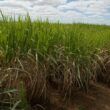 Safra recorde no Brasil: descubra por que o preço do açúcar está despencando no mercado internacional