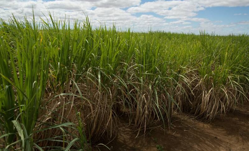 Safra recorde no Brasil: descubra por que o preço do açúcar está despencando no mercado internacional