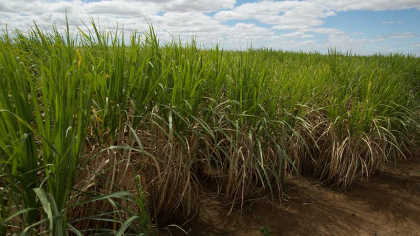 Safra recorde no Brasil: descubra por que o preço do açúcar está despencando no mercado internacional