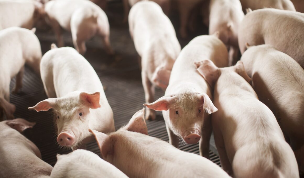 Santa Catarina supera expectativas e exporta 328,6 mil toneladas de carne em 2025: o segredo por trás do sucesso! Santa Catarina supera expectativas e exporta 328,6 mil toneladas de carne em 2025: o segredo por trás do sucesso!