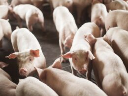 Santa Catarina supera expectativas e exporta 328,6 mil toneladas de carne em 2025: o segredo por trás do sucesso!